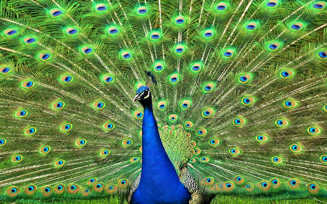 Imagenes de Plumas y Colas de Pavo Real