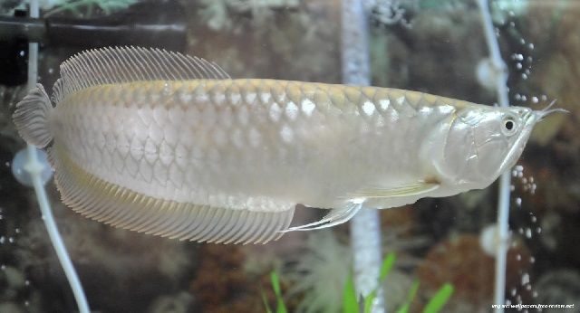 Jenis Ikan Arwana Silver