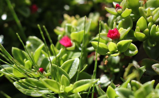 Aptenia Cordifolia Flowers Pictures