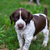  The German shorthaired pointer,dog