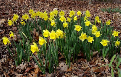 Narcissus 'Rijnveld's Early Sensation'