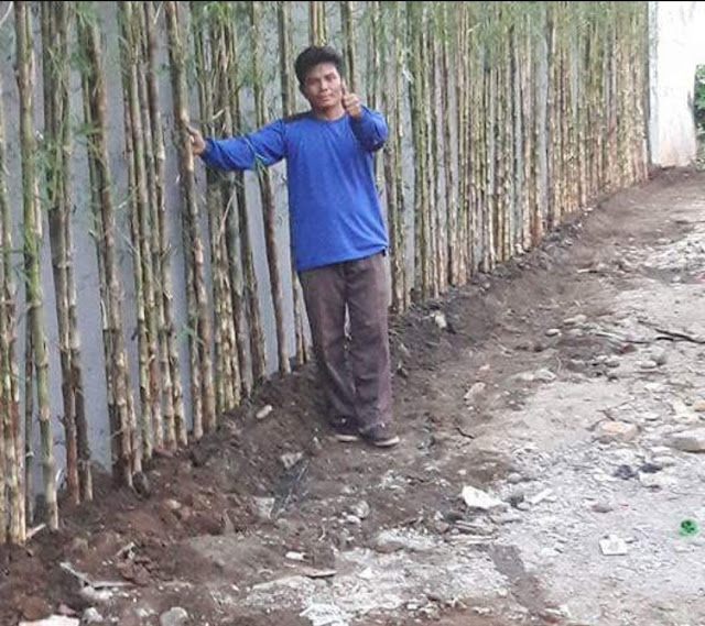 Jual Pohon Bambu Jepang di Cirebon