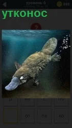 Млекопитающее утконос ныряет в воду, пуская только пузыри и работая плавниками и плоским носом