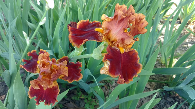 Bronze iris flower