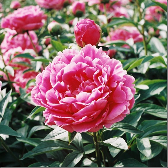 FH000011-1