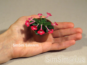 micro mini Sinningia "SimSim Salaviem"
