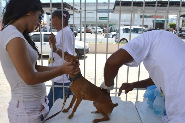 Prefeitura de João Pessoa promove Dia D de vacinação antirrábica neste sábado (23)