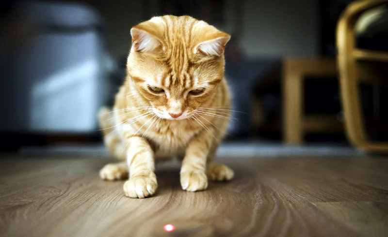 Why Do Cats Chase Lasers?