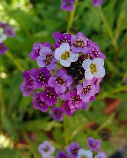 Alyssum maritimum