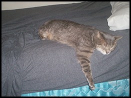 Catpression