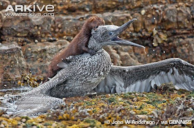 interactions between mammals and birds northern gannet