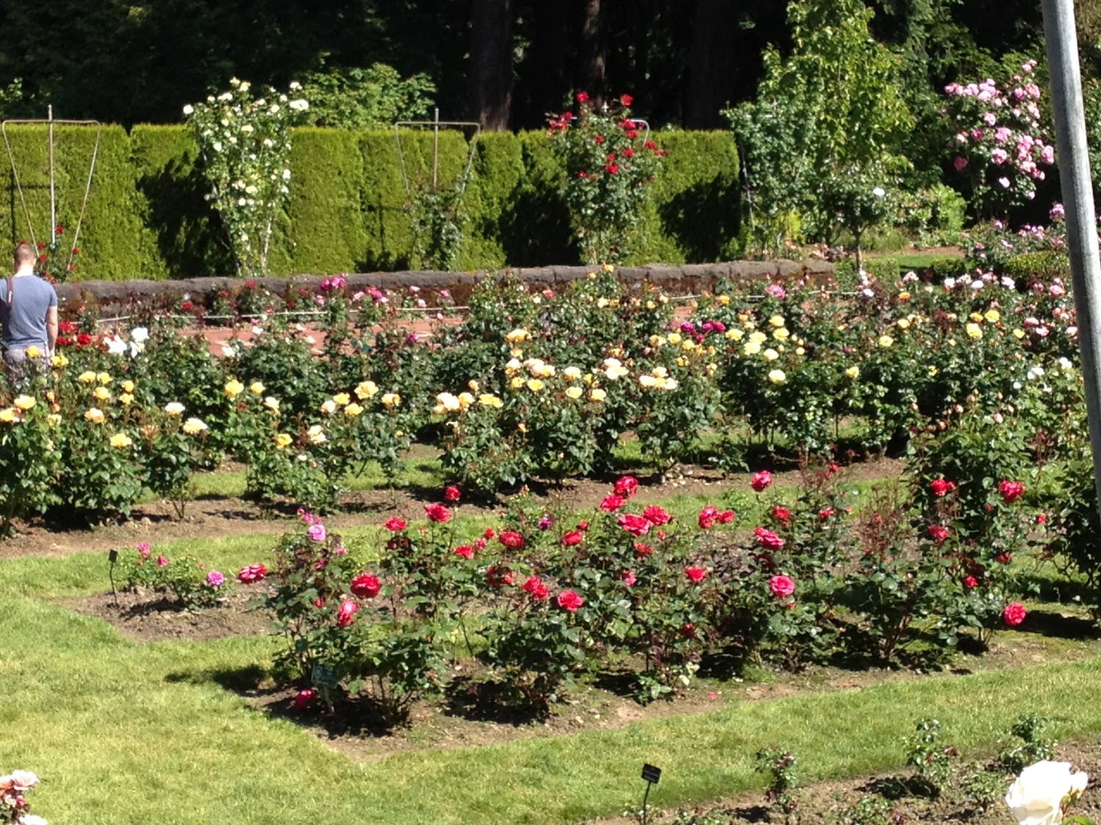 Nana's Moments: Beautiful Rose Gardens in Portland