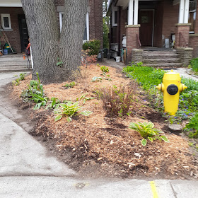 Toronto High Park North New Front Yard Makeover After by Paul Jung Gardening Services--a Toronto Organic Gardener