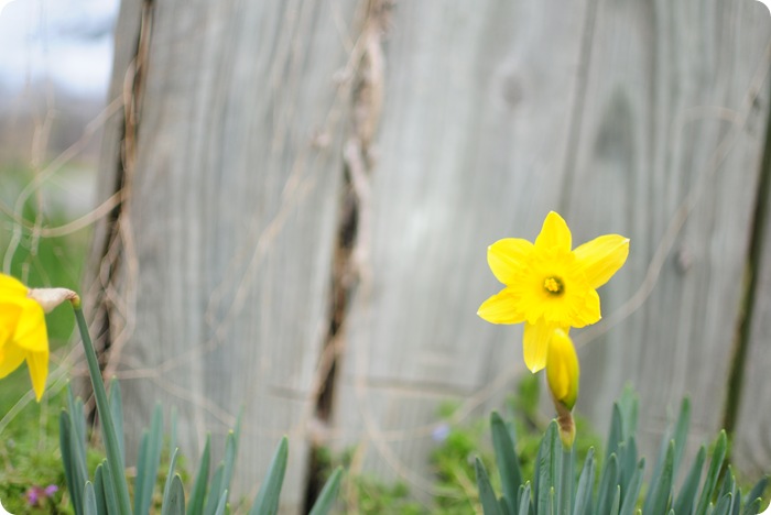 photo-a-day 217