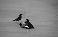 Delhi Drama, Act 15. 