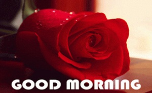 Good Morning Red Rose Photo