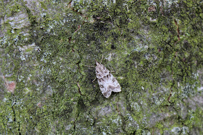 Lichte Granietmot - - Eudonia lacustrata