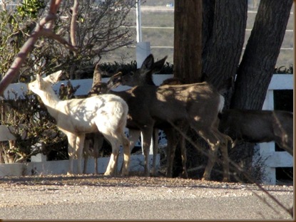 White Deer and her pals