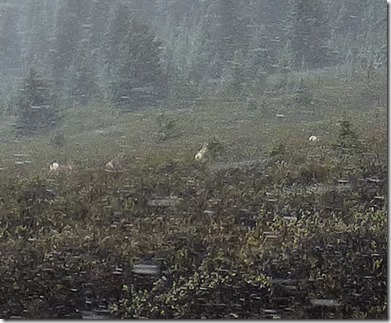 Bighorn Sheep, Jasper National Park