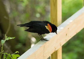 Red-winged Blackbird - Magee Marsh, Ohio, USA