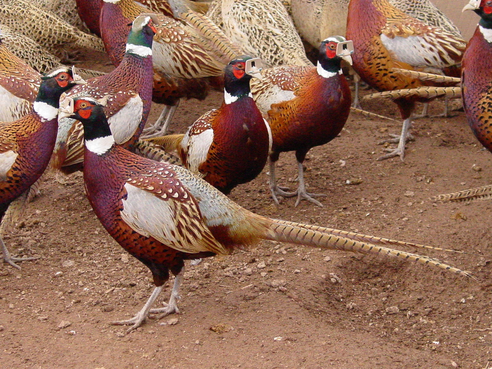 jual ayam hias ringneck pheasant