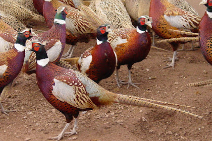 Jual Ringneck Pheasant Merah