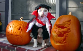 Funny halloween animals2-1
