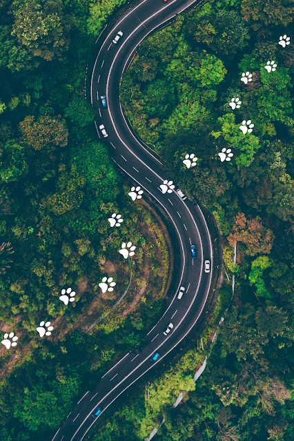 Cars Winding Highway Paw Prints