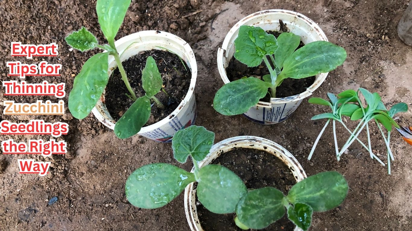 Thinning zucchini seedlings is essential to ensure optimal growth and productivity by preventing competition for resources like nutrients, water, and sunlight.