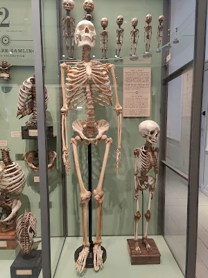 Det indsamlede menneskeの骨格展示