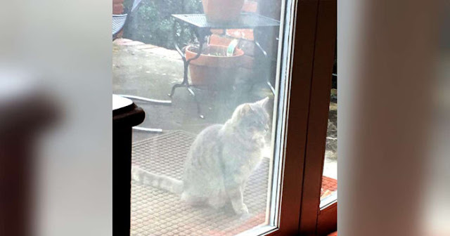 Cat visits the neighbor's window every day looking for his dog friend who passed away
