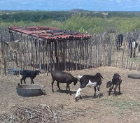 Criminosos roubam ovelhas em Cruzeta, no Seridó potiguar