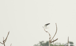 White-tailed Kite