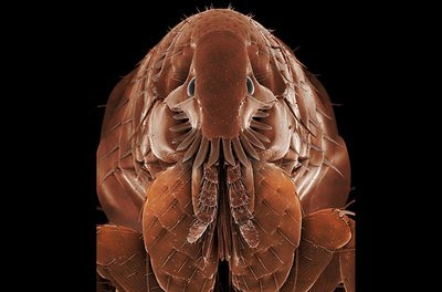 Magnified Animals Magnified Animals 