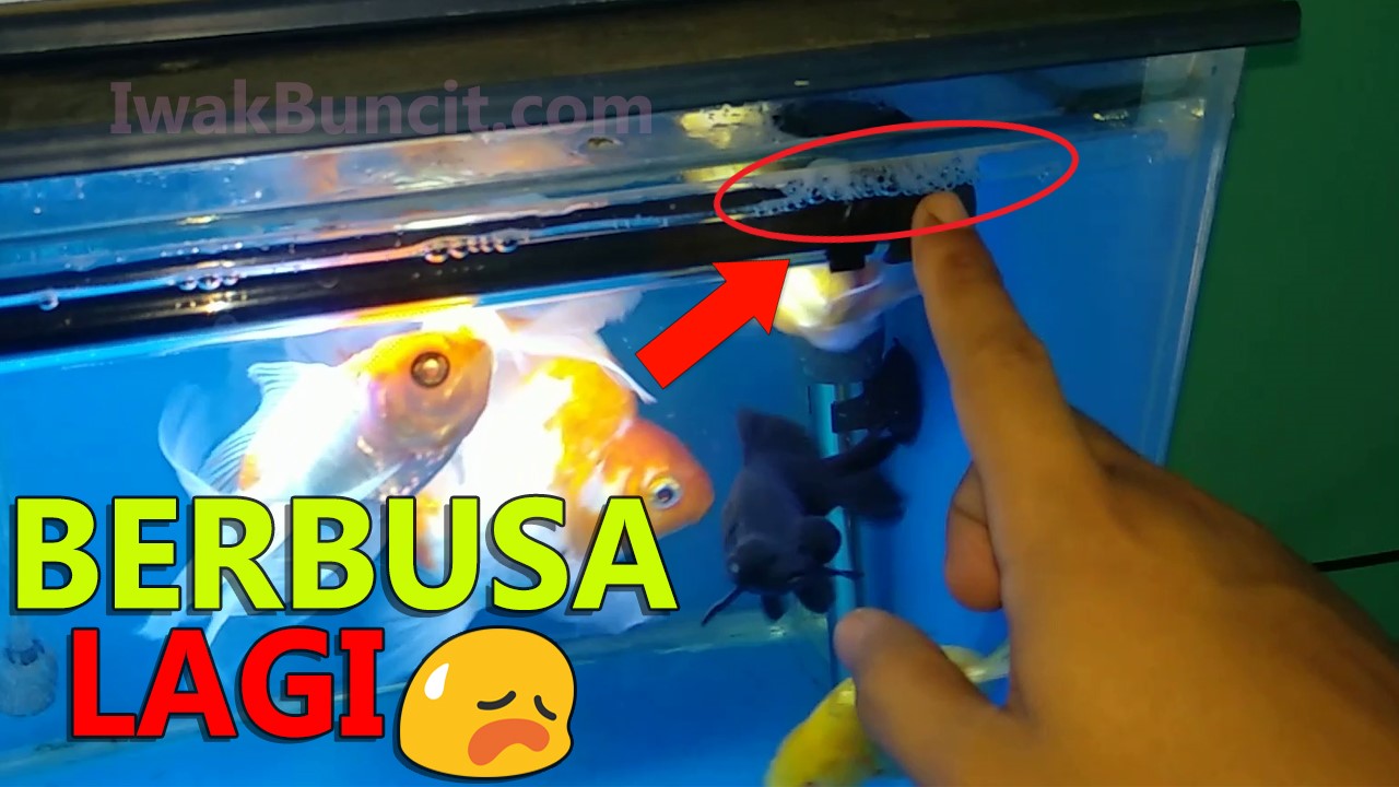 810 Cara Menguras Aquarium Ikan Mas Koki HD Terbaru