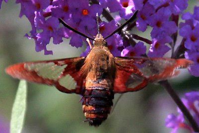 Hummingbird moth (Hemaris diffinis)