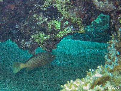 Epinephelus costae juv.