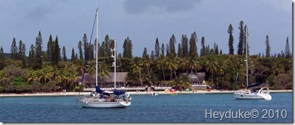 norfolk pines at Ile des Pins