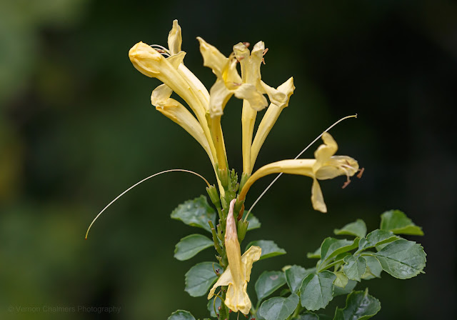 Cape Honeysuckle Flower Kirstenbosch Garden Vernon Chalmers Photography