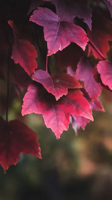 Wallpaper Autumn, Leaves, Windows 10, Desktop HD