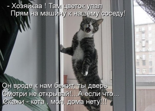 Коты случаются 04