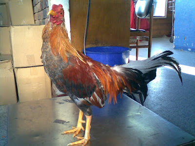 gallo de pelea enviado a la ciudad de cali colombia