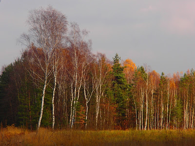 grzyby 2016, grzyby w listopadzie, grzyby na Śląsku, gęsina, gąski grzyby, patriotyczne grzybobranie, gąska niekształtna, gąska zielonka, gąska ziemista, zimówka aksamitnotrzonowa, płomiennica zimowa, podblaszek gromadny, wodnicha późna, listopadówka