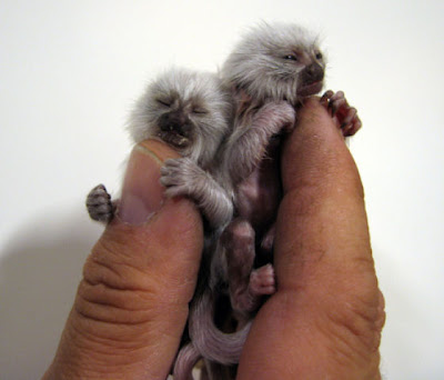 Finger Monkey Seen On www.coolpicturegallery.us