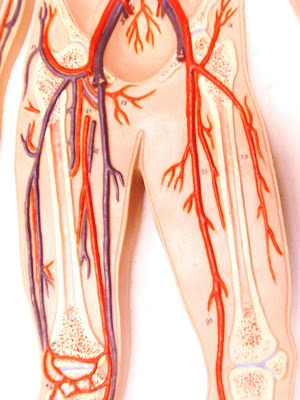 arteries and veins diagram. cat veins and arteries diagram