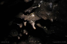 IMG_3366