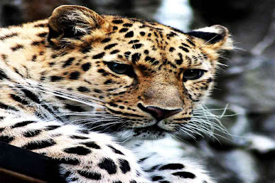 7 Rare Animals That Are Almost Extinct In The World