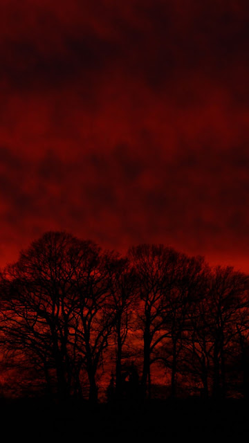 Trees, Silhouette, Sunset, Red Sky