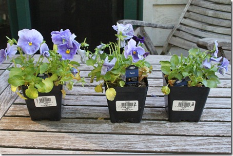 Pansies After