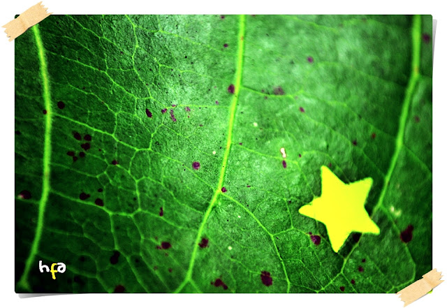 daun penuh noda bolong dimakan pelubang kertas berbentuk bintang